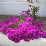 Nephele Apartament *