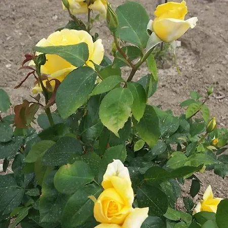 Nephele Apartman Faliráki