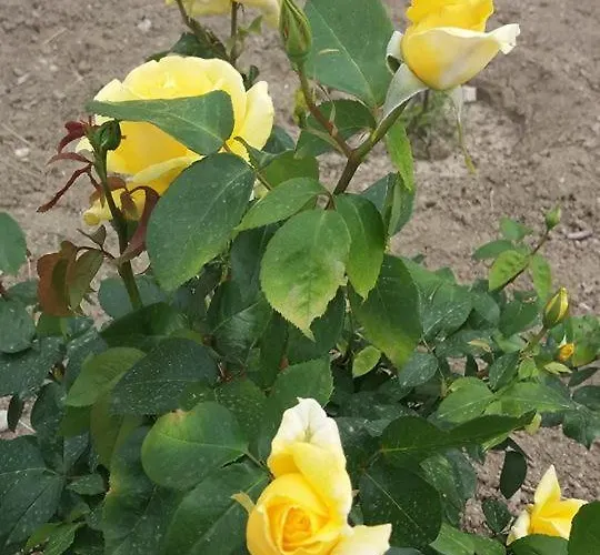 Nephele Apartament Faliraki