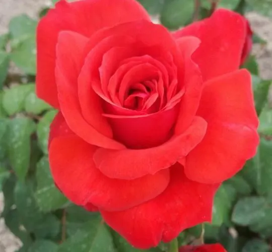 公寓 涅斐勒公寓酒店