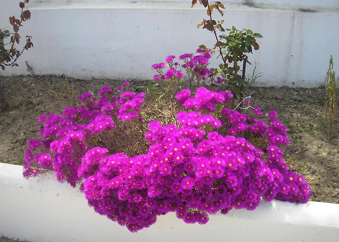 Nephele شقة *